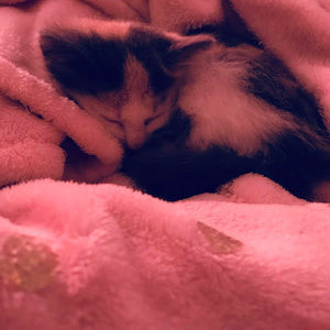 Meet your Posher, Christy